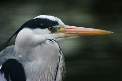 Close-up of a bird