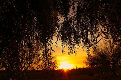 Silhouette trees against sky during sunset