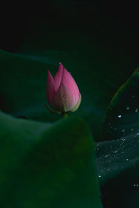 Close-up of lotus water lily in pond