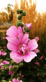 Close-up of pink flower