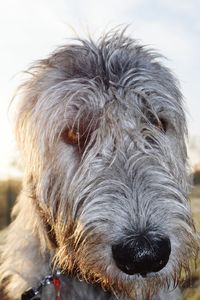 Close-up portrait of dog