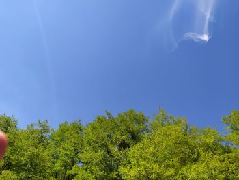 Low angle view of plants against clear blue sky