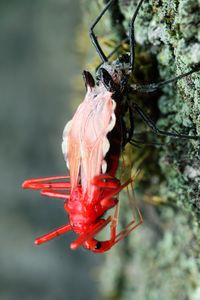 Close-up of insect