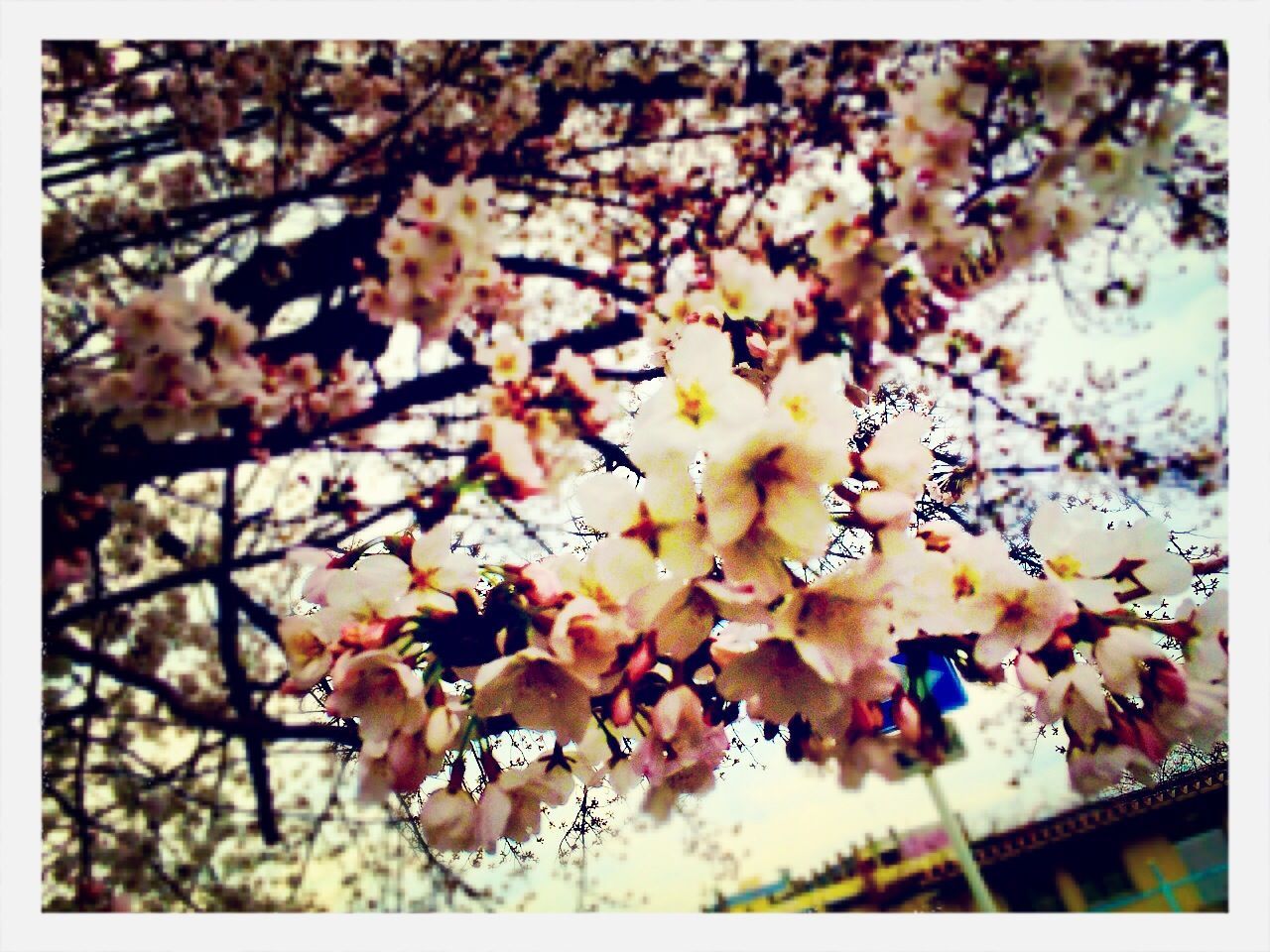 transfer print, flower, auto post production filter, branch, nature, tree, growth, beauty in nature, freshness, fragility, day, animal themes, outdoors, petal, blossom, wildlife, no people, bird, focus on foreground, close-up