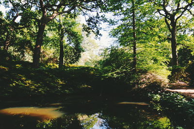 Scenic view of river amidst trees in forest