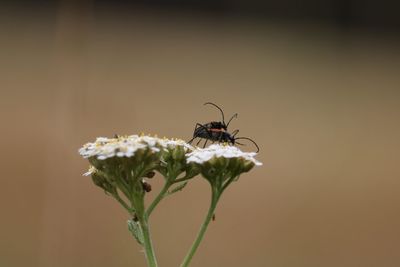 Close-up of insects mating on flower