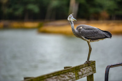 Bird perching on wooden post