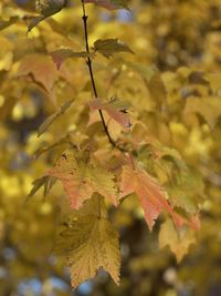 Close-up of maple leaves on plant