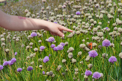 Low angle view of purple flowering plants on field