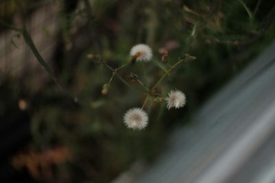 Close-up of flower