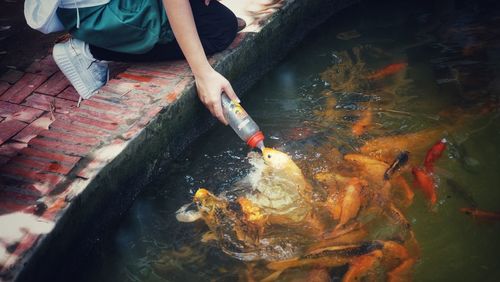 High angle view of koi carps swimming in lake