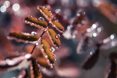 Close-up of wet plant during winter
