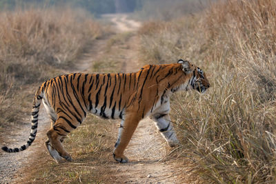 Side view of a tiger