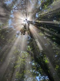 Sunlight streaming through trees in forest