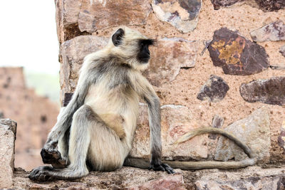 Close-up of monkey sitting on rock