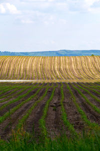 Scenic view of agricultural field against sky