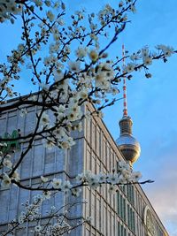 Low angle view of flowering tree in city