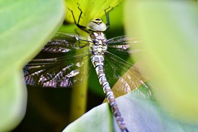 Close-up of young dragonfly 