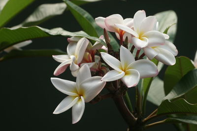 Close-up of white frangipani flowers