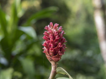 Close-up of pink flower