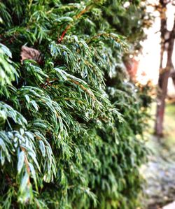 Close-up of pine tree