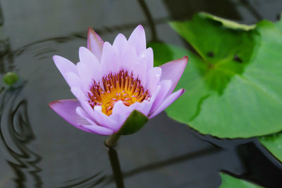 Close-up of water lily