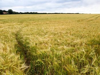 Scenic view of grassy field against sky