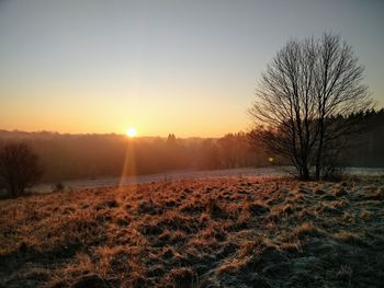 Silhouette trees on field against sky during sunset
