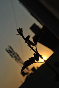 Close-up of silhouette plant against sky during sunset