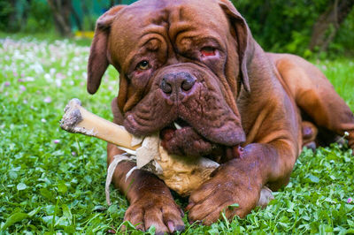 Close-up portrait of dog with bone on grass