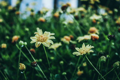 Close-up of flowering plant on field