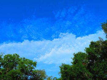 Low angle view of trees against blue sky