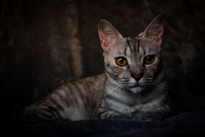 Close-up portrait of tabby cat