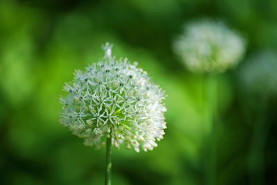 Close-up of flowering plant