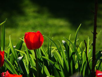 Close-up of red poppy flowers