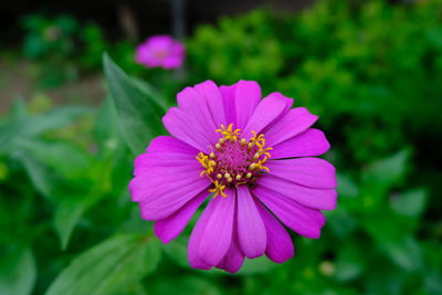 Close-up of pink flower