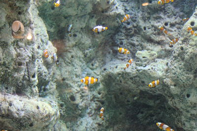 Close-up of fish swimming in sea