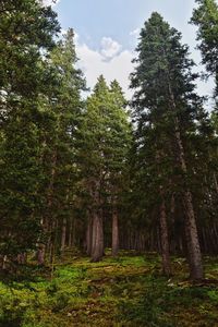 Trees in forest against sky