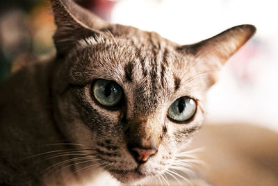 Close-up portrait of a cat