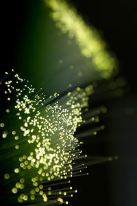 Close-up of illuminated christmas lights at night