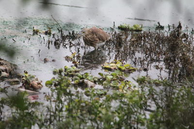 Heron in lake