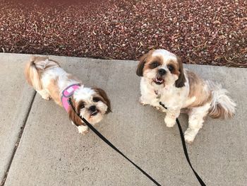 High angle view of dog