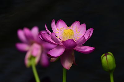 Close-up of pink flower