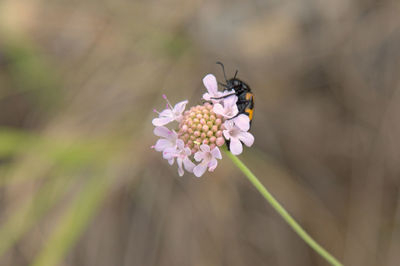 Close-up of bee on flower