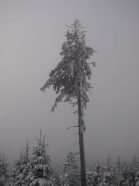 Low angle view of tree during winter