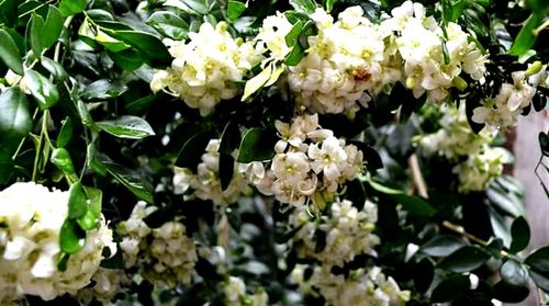 Close-up of white flowers