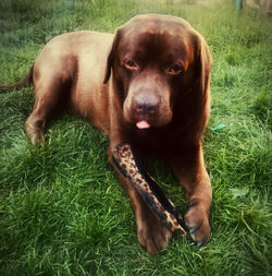 dog