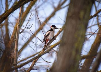 Low angle view of a bird perching on tree