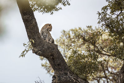 Low angle view of lizard on tree against sky