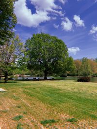 Trees on field against sky